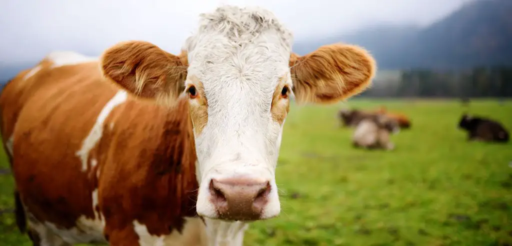 bildungsprogramme auf dem lernbauernhof deutschland